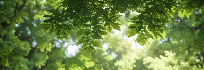 Obraz premium Blurred green leaves, dappled light, soft focus, lush foliage, unfocused, wild