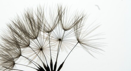 Dandelion Seed Head on White Background