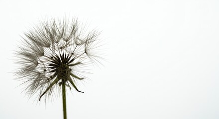 Dandelion Seed Head on White Background