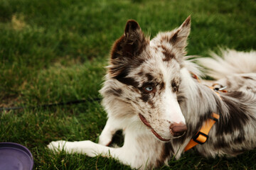 Fototapeta premium Portrait of a merle Border Collie with striking blue eyes resting on green grass during a play session in the park, looking alert and playful. Summer mood and outdoor pet activity.