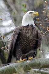 Bald Eagle sitting on branch