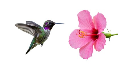 Fototapeta premium Hummingbird and Pink Hibiscus Flower