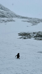 gentoo penguin in antarctica