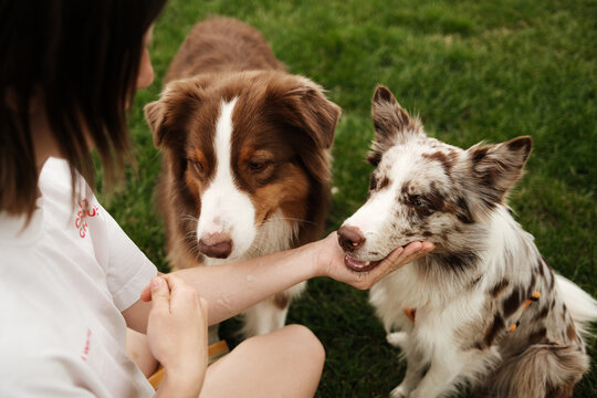 Woman interacts with two herding dogs Australian Shepherd and Border Collie outdoors on a grassy field. One dog gently rests its muzzle in her hand during training or play.