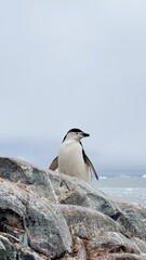 penguin in antarctica