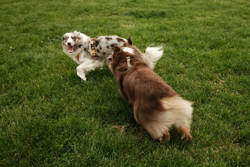 Brown Australian Shepherd and red merle Border Collie joyfully run across a green field. Dynamic outdoor scene of two energetic dogs playing together. Dogs are playing catch-up in the park.