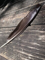 Peacock feather on wood 