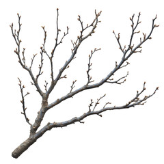 Naklejka premium Budding tree branches in nature dynamic growth outdoor scene. Isolated on transparent background, png.