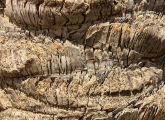 Detailed Texture of Palm Tree Bark. Closeup view of the textured patterned trunk of a tropical...