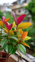 Obraz premium Rubber plant featuring colorful red, orange, yellow and green leaves growing in a terracotta pot on a balcony.