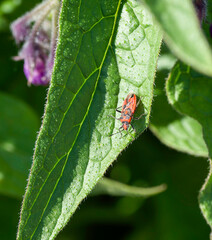 (Corizus hyoscyami) Cinnamon bug or black and red squash bug, plant feeder perched on a leaf of a comfrey plant