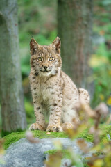 Eurasian lynx -lynx lynx- kitten playing on the forest ground, cute young lynx in the colorful wilderness forest, Germany.
