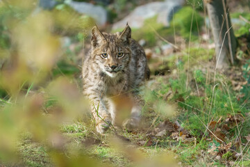 Eurasian lynx -lynx lynx- kitten playing on the forest ground, cute young lynx in the colorful wilderness forest, Germany.
