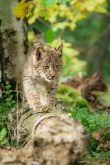 Eurasian lynx -lynx lynx- kitten playing on the forest ground, cute young lynx in the colorful wilderness forest, Germany.
