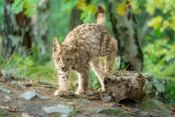 Eurasian lynx -lynx lynx- kitten playing on the forest ground, cute young lynx in the colorful wilderness forest, Germany.
