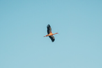 White stork flying and carrying a twig in its beak for building a nest
