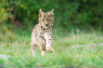 Fototapeta premium Eurasian lynx -lynx lynx- kitten playing on the forest ground, cute young lynx in the colorful wilderness forest, Germany. 