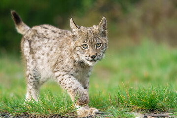 Eurasian lynx -lynx lynx- kitten playing on the forest ground, cute young lynx in the colorful wilderness forest, Germany.

