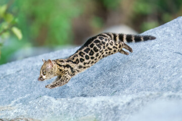 Running Cape Genet. The Cape genet (Genetta tigrina), also known as the South African large-spotted genet, is a genet species endemic to South Africa.
