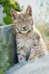 Eurasian lynx -lynx lynx- kitten playing on the forest ground, cute young lynx in the colorful wilderness forest, Germany.
