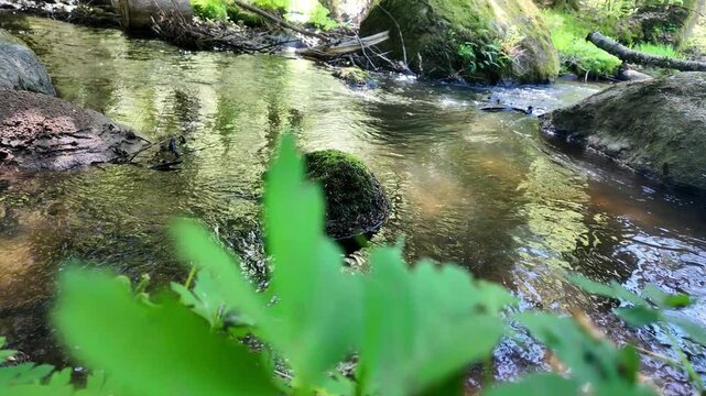Glitzerndes Band der Natur: Sonnenlicht und gr&uuml;nes Ufer am Bachlauf