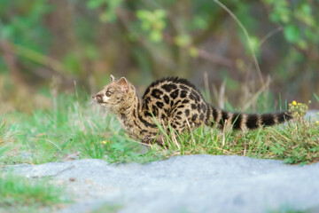 Running Cape Genet. The Cape genet (Genetta tigrina), also known as the South African large-spotted genet, is a genet species endemic to South Africa.
