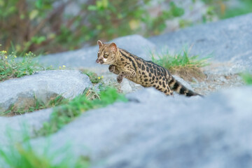Running Cape Genet. The Cape genet (Genetta tigrina), also known as the South African large-spotted genet, is a genet species endemic to South Africa.
