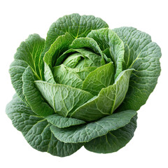 Obraz premium Harvesting fresh organic cabbage garden food photography nature. Isolated on transparent background, png.