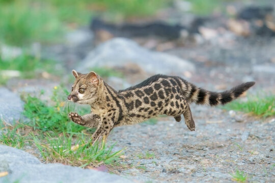 Running Cape Genet. The Cape genet (Genetta tigrina), also known as the South African large-spotted genet, is a genet species endemic to South Africa.
