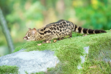 Running Cape Genet. The Cape genet (Genetta tigrina), also known as the South African large-spotted genet, is a genet species endemic to South Africa.
