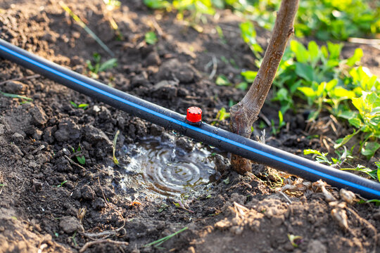 drip irrigation in the garden. HDPE pipe with an adjustable dripper from which water drips onto the ground, irrigating the seedlings
