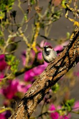 Haussperling im Frühling mit rosaroten Blüten im Hintergrund