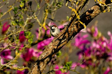 Sperling in einem Baum