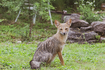young fox walking on the backyard patio
