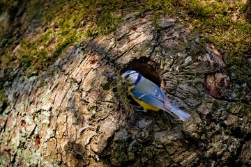 Blaumeise beim Nestbau