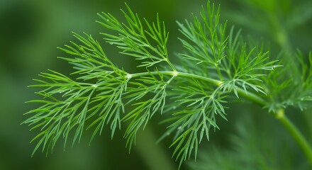 Fototapeta premium Fresh Dill Herb Leaf Close Up