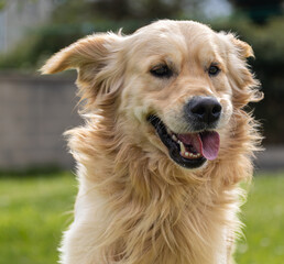 My golden retriever is very happy on a spring day!