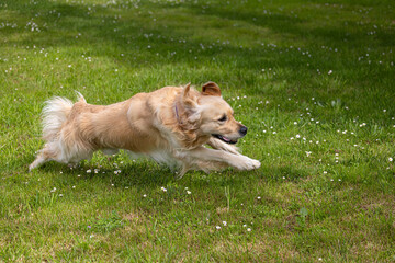 My golden retriever is very happy on a spring day!