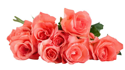 Obraz premium Bouquet of fresh coral roses on a white background, png, transparent