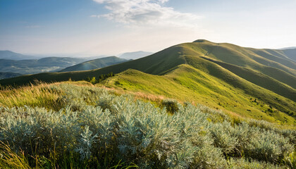 Fototapeta premium wormwood grass on a slope countryside