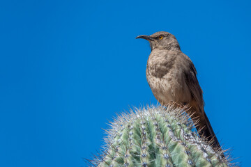 A Curve-Billed Thrasher sits on a saguaro in the Sonoran Desert in Phoenix, Arizona.