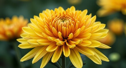 Fototapeta premium Yellow Chrysanthemum Flower Close Up Shot