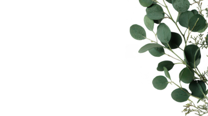 Minimalistic white background with green eucalyptus leaves on the right side, png, transparent