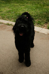 Russian Black Terrier stands alert on a paved path at the edge of a grassy park. Its dense, curly black coat frames a strong, muscular build. A small topknot secured with a pink hair tie.