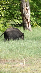 Dorosłe dziki w stadzie. Locha i knur © tomo81