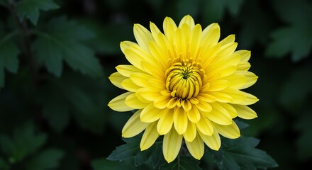 Obraz premium Yellow Chrysanthemum on Dark Green Background