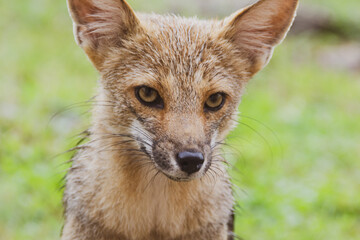 young fox walking on the backyard patio