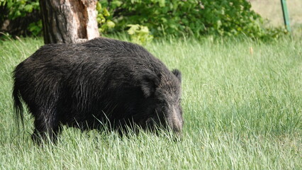 Dorosłe dziki w stadzie. Locha i knur © tomo81
