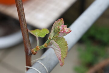 Young shoots of grape vine in spring