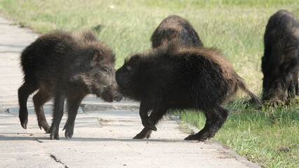 Stado dzików z młodymi warchlakami © tomo81